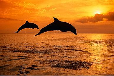 《超人怪兽农场》公开 驯养师生活体验中文宣传影片